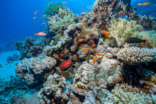 Egypt, Sharm El Sheikh, Table Coral (Acropora, p.) and Alcyonacea - Soft coral - Alcyonarian (Dendronephthya, sp.)
