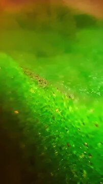 Close up of a slushie machine mixing a green frozen drink