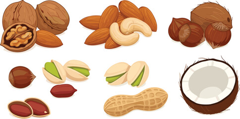 Vector illustration set of organic nut clusters including walnuts almonds cashews hazelnuts pistachios peanuts and coconut for healthy snack food packaging design.