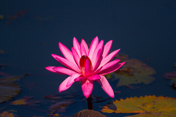 close up pink lotus flower