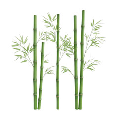 Fototapeta premium Bamboo stalks with leaves isolated on transparent background