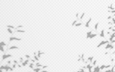 Spring garden branch shadow overlay on transparent background. Botanical composition of blurred twigs creates a delicate wall backdrop © TanyaFox