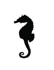 Fototapeta premium seahorse