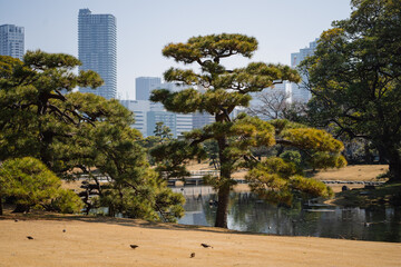 Fototapeta premium Chuo, Tokyo: 03 - 28 -2025: Hamarikyu Garden and modern skyscrapers of Shiodome Area