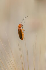 Pomarańczowo brązowy chrząszcz na źdźble trawy w makro, ciepłe beżowe tło z rozmyciem. © Henryk Guziak