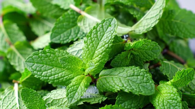 Fresh Mint Leaves Bunch