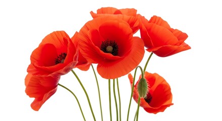 Obraz premium Red poppy flowers with transparent background