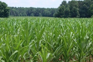 Obraz premium Vibrant Green Cornfield Under Blue Sky and Forest Background with Sunlight
