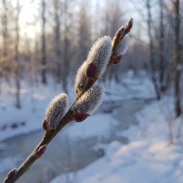 Frosted Pussy Willow Catkins Glistening in Soft Winter Sunlight by a Partially Frozen Stream and Snowy Forest Background
