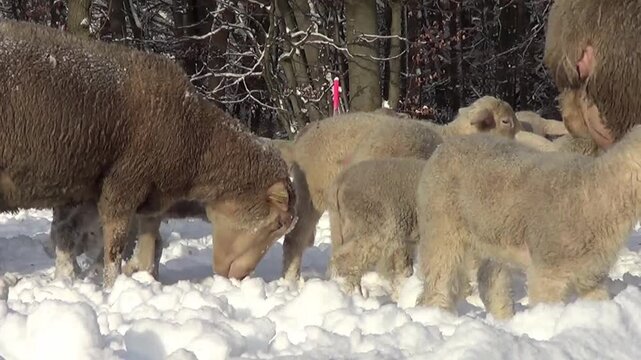 Schafe und L&auml;mmchen im Winter im Schnee