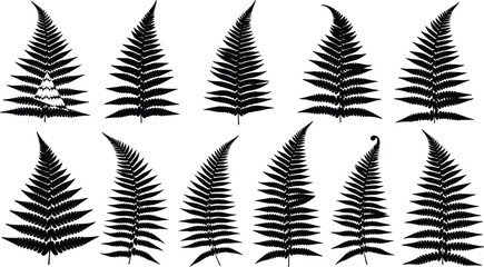 Set of fern leaf silhouette illustrations, botanical nature foliage collection for garden design, decoration, tropical theme, and organic artwork projects © Sujoy