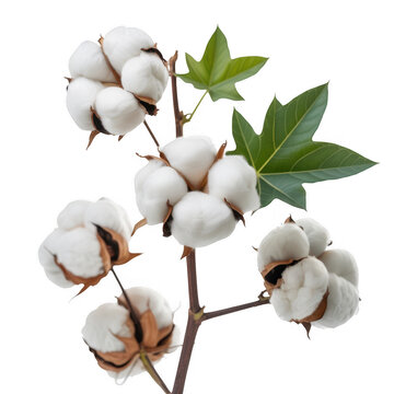 Cotton plant with white bolls and green leaves natural isolated on a transparent background