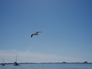 Seagull Soaring Over Calm Harbor With Boats and Distant City Skyline. A lone seagull glides above a tranquil harbor as small sailboats bob on the calm water, with a distant city skyline and a bright b