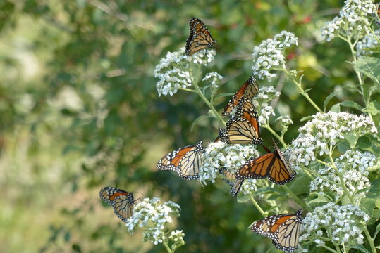 migrating monarch butterflies stop at milkweed plants to feed