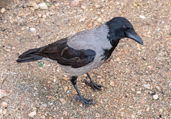 Obraz premium beautiful gray and black crow