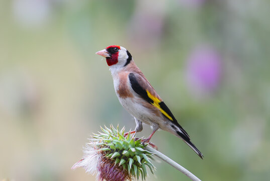 A close-up of an adult European goldfinch (Carduelis carduelis) perched on a thistle to feed against a blurred background