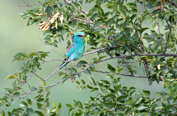 Fototapeta premium One parent European roller (Coracias garrulus) is photographed perched in a tree holding a large grasshopper in its beak.