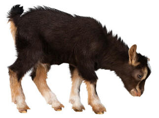 Fototapeta premium Cute brown baby goat, standing side ways with head down. Isolated cutout on a transparent background.
