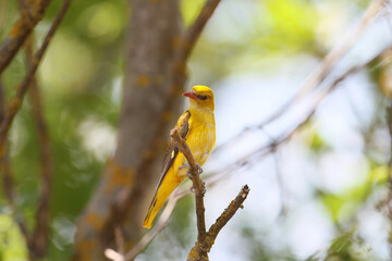 A pair of Eurasian golden oriole (Oriolus oriolus) are filmed close-up near a nest with chick food in their beaks.