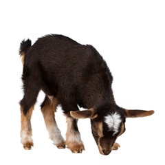Fototapeta premium Cute brown baby goat, standing side ways with head down like eating. Isolated cutout on a transparent background.