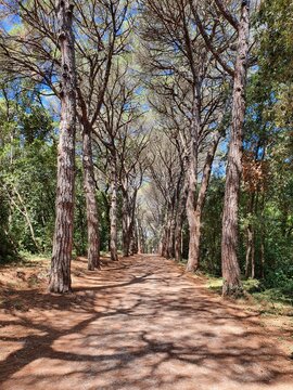 Weg durch einen Pinienwald - path in the park