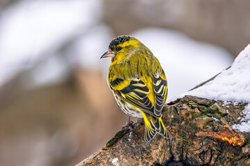 A siskin close-up portrait of a in a winter forest