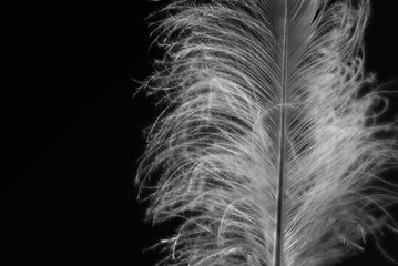 Obraz premium Delikatne białe pióro na czarnym tle