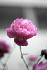 Vibrant pink rose against monochrome background