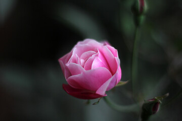 Vibrant pink rose blooms against dark background