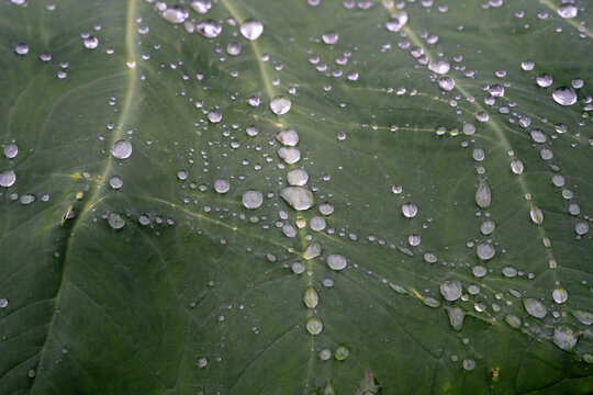 Water drops on green taro leaf texture hydrophobic surface nature background