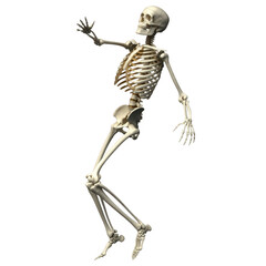 Human skeleton dancing bones isolated on a transparent background