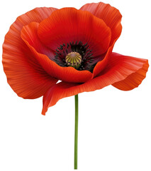 Red poppy flower On Transparent Background
