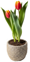 Potted red and yellow tulips isolated on transparent background