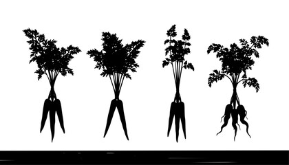 Fresh Carrots with Green Tops