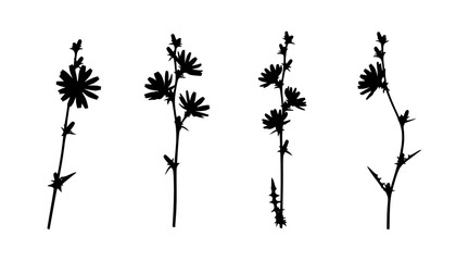 Blooming Blue Chicory Flowers in Nature