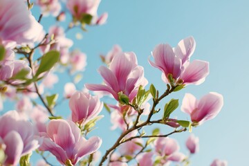 Pink flowers on a tree branch