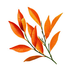 Bright orange autumn foliage cluster on a slender green stem, isolated on black background