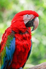 Obraz premium Close up head the red macaw parrot bird in garden