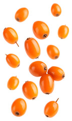 Falling sea buckthorn berries isolated on transparent background