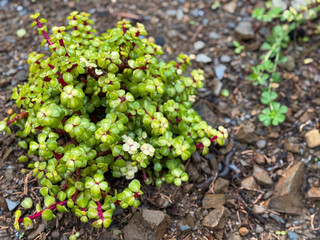 Obraz premium Decorative green succulent plant Portulacaria afra growing on stony ground top view