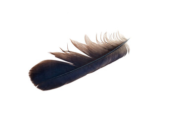 Dark feather with intricate barbs and a smooth shaft, isolated on a white background, showcasing natural textures and details of avian anatomy