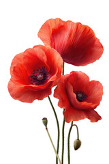 Obraz premium Three vibrant red poppies with delicate petals and dark centers on a stark black background