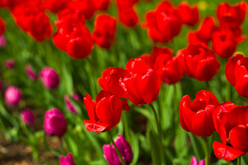Obraz premium Large meadow of bright red tulips. There is a blurred background on the left, suitable for text insertion.