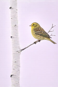 Cirl bunting perched on birch branch against soft lilac background