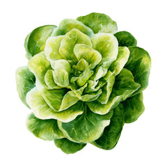Watercolor - Lettuce watercolor png. Vegetable on transparent isolated background. 
