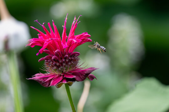 A sweat bee hovering near a fuchsia-pink bee balm flower
