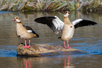 Nilg&auml;nse in der Oberlausitz auf der Spree im Winter	
