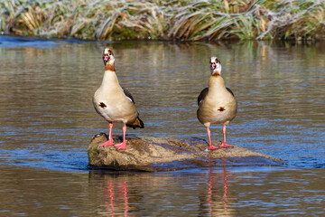 Nilg&auml;nse in der Oberlausitz auf der Spree im Winter	
