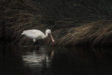 Juvenile Eurasian Spoonbill In A Dark Lake (Platalea leucorodia)