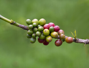 Coffee Beans Ripening on a Branch